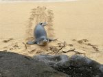 Kauai is famous for monk seals